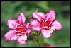 DSC00039.JPG